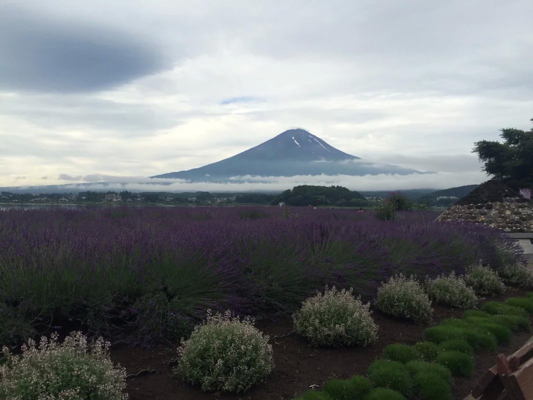 <日本双飞6天5晚跟团游>